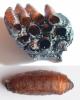 Sarcophaga sp.